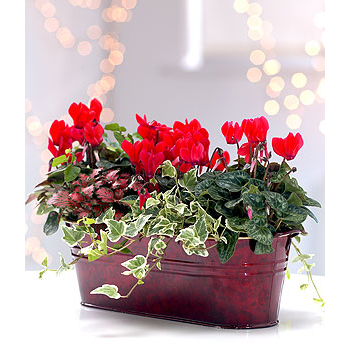 Exotic mix in a vase