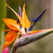 Strelitzia Bouquet 