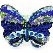 Blue Butterfly