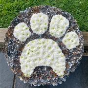 Paw Print