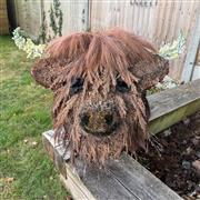 Highland Cow